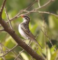 /album/photogallery/pin-tailed-wydah-jpg/